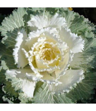 FLOWERING KALE BRIGHT & EARLY WHITE 4"
