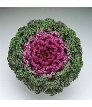 FLOWERING KALE KAMOME BRIGHT RED 6"