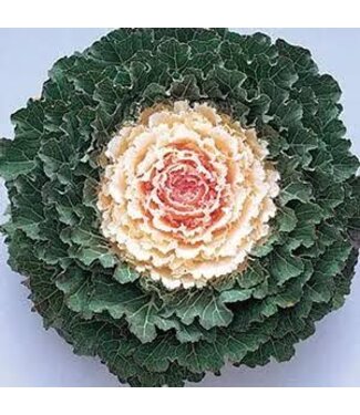 FLOWERING KALE SONGBIRD WHITE 4"