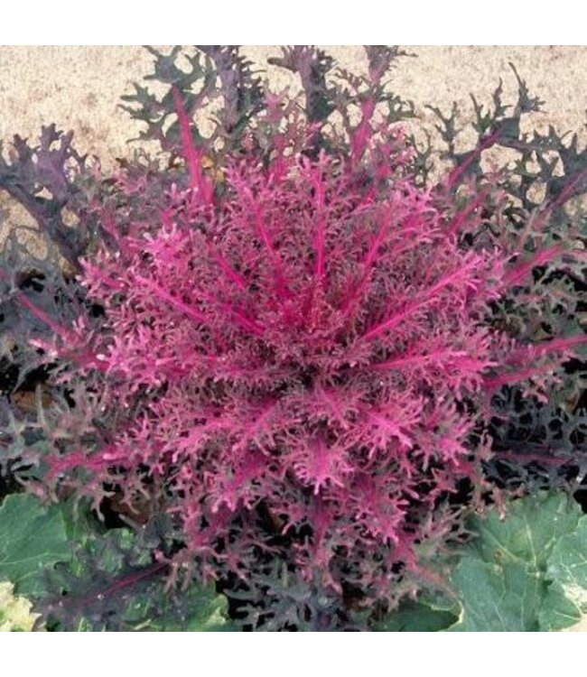 Kale, Peacock Red 4"