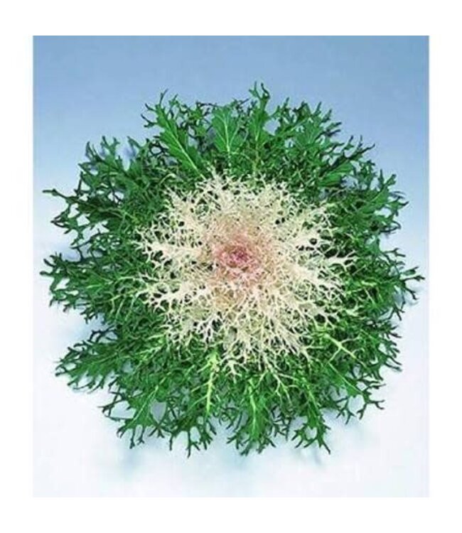 Kale, Peacock White 4"