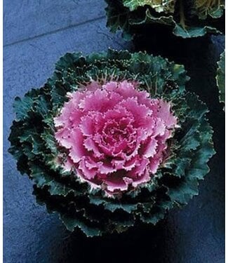 FLOWERING KALE SONGBIRD PINK 4"