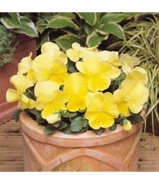 PANSY MATRIX LEMON 4in