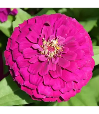 ZINNIA ZESTY PURPLE 4"