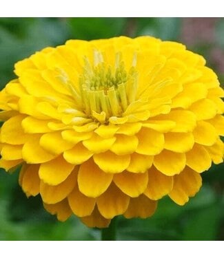 ZINNIA ZESTY YELLOW 4"