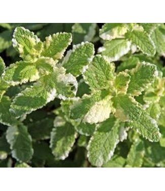 Mint - Pineapple 6.5"