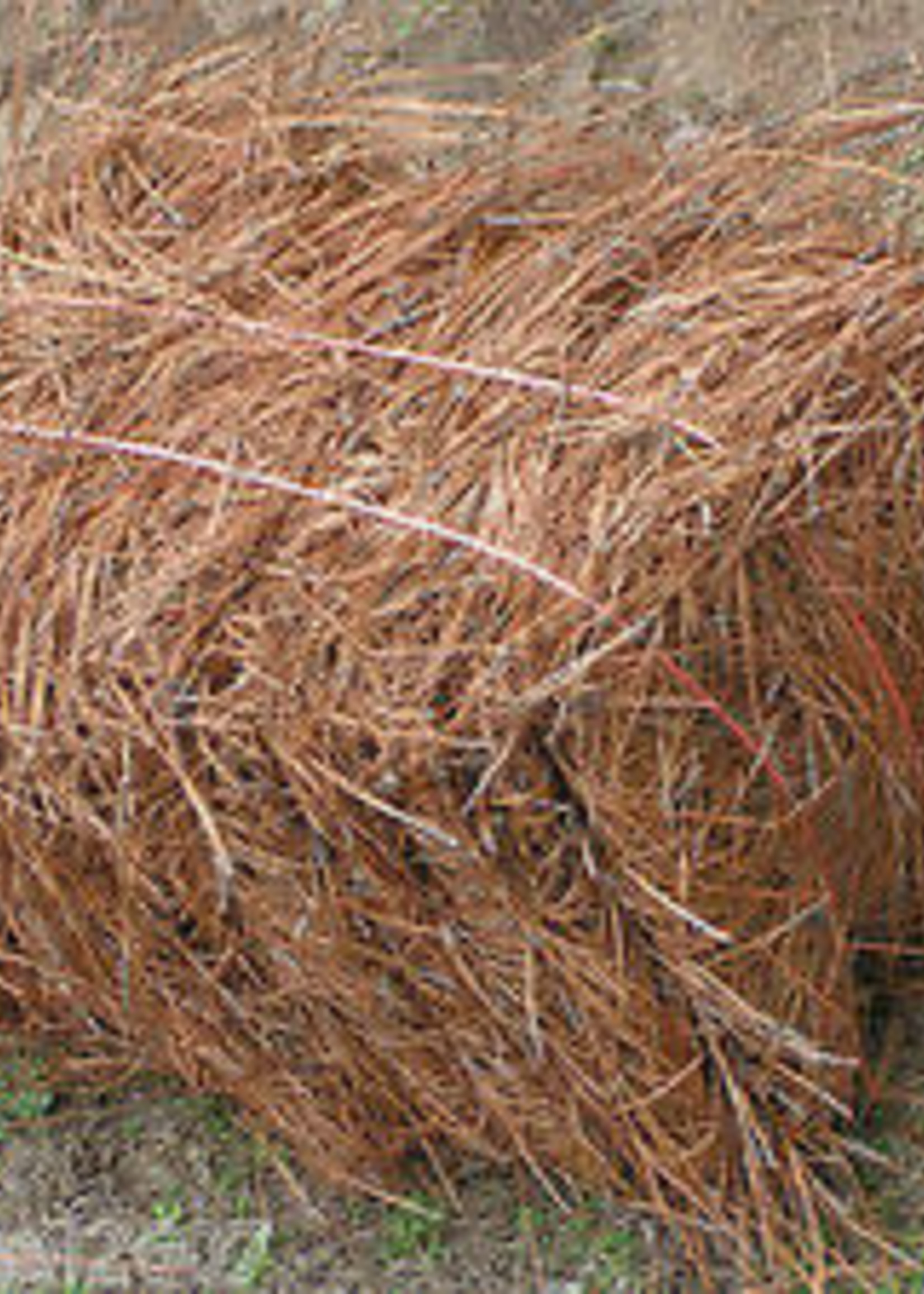 Square Long Needle Pine Straw Bales