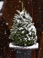 3-4 foot Table Top Tree  (with stand incl.)