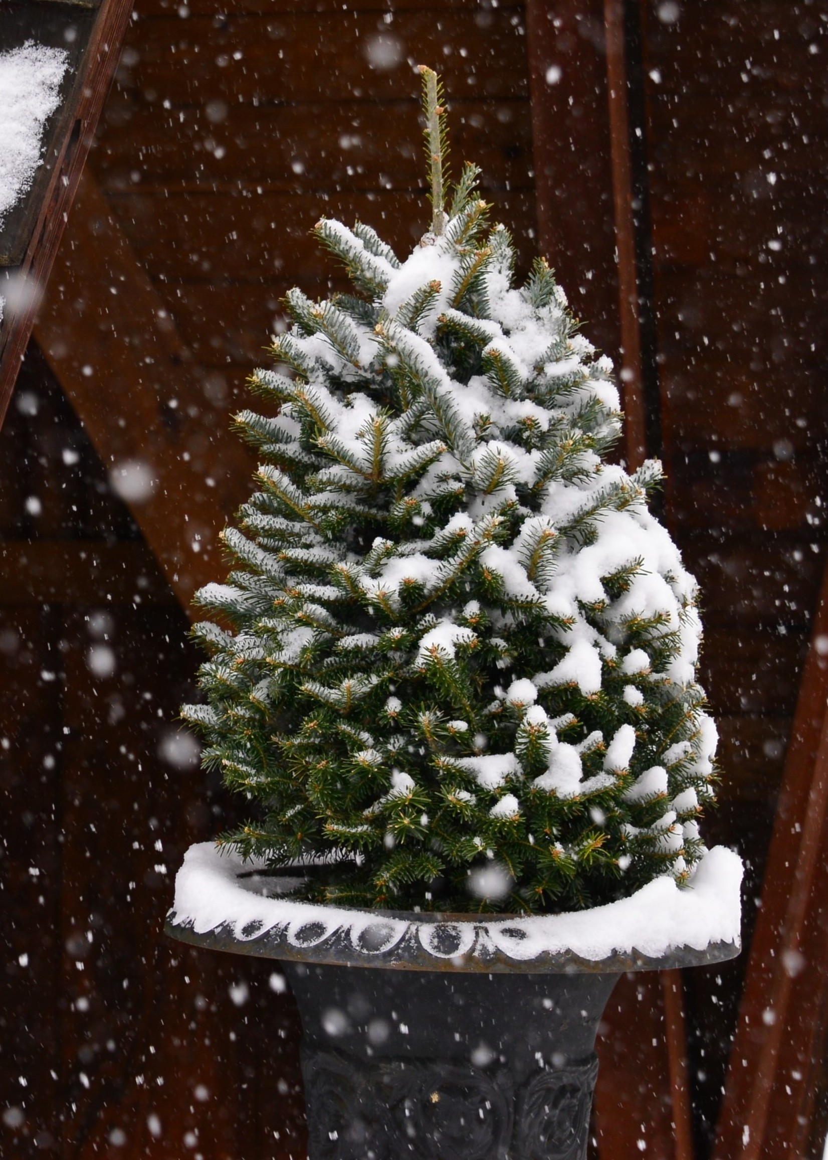 3-4 foot Table Top Tree  (with stand incl.)