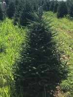 6-7 Foot Fraser Fir (#1 Grade Best Quality)