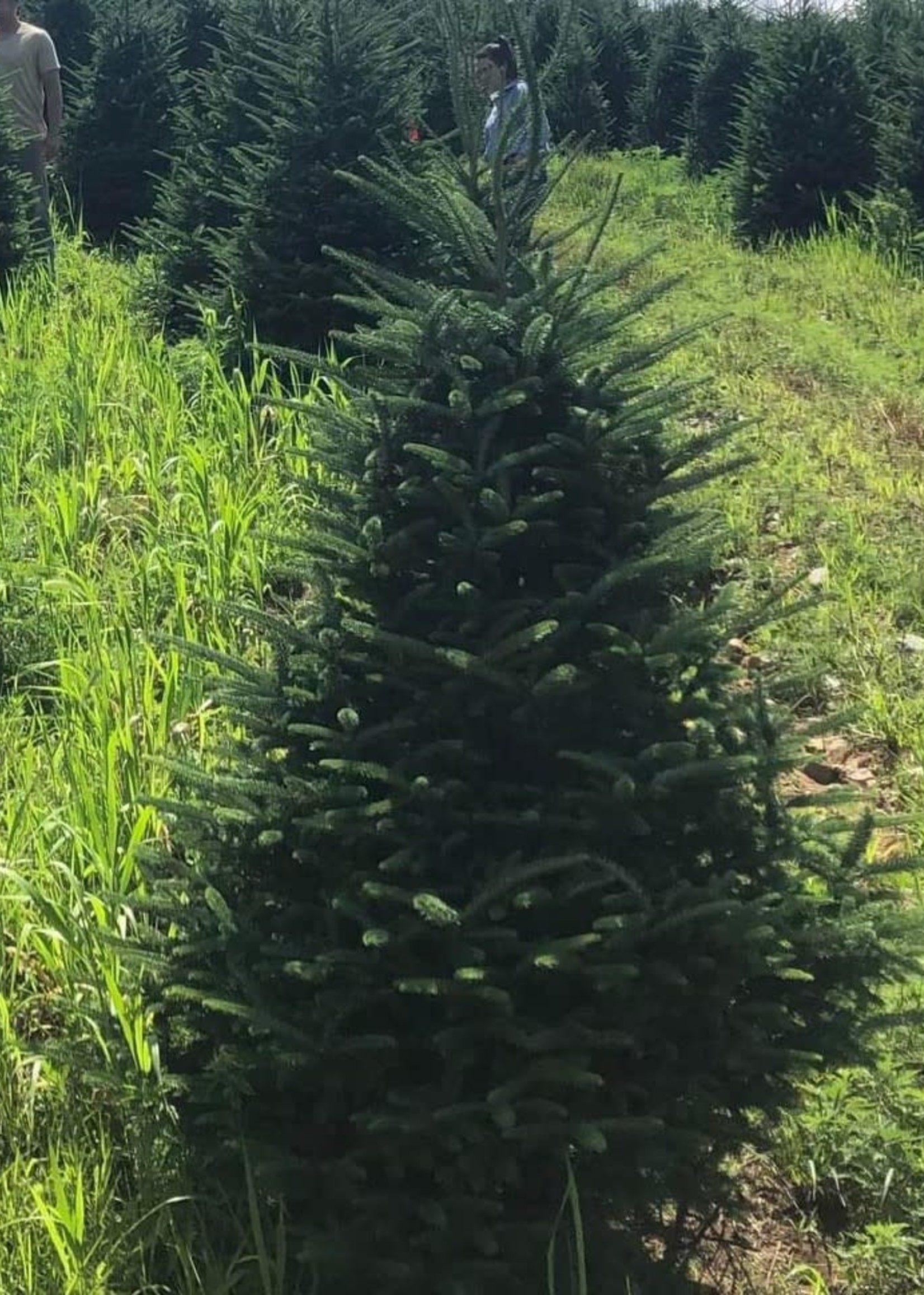 6-7 Foot Fraser Fir (#1 Grade Best Quality)