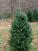 7-8 Foot Fraser Fir (#1 Grade Best Quality)