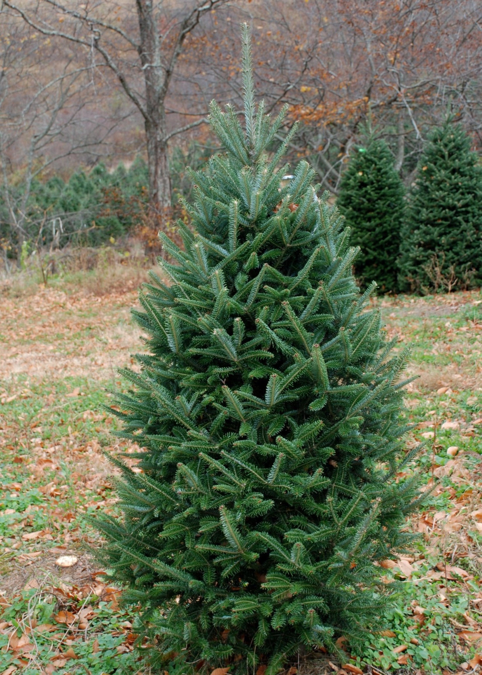7-8 Foot Fraser Fir (#1 Grade Best Quality)