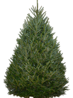 8-9 Foot Fraser Fir (#1 Grade Best Quality)