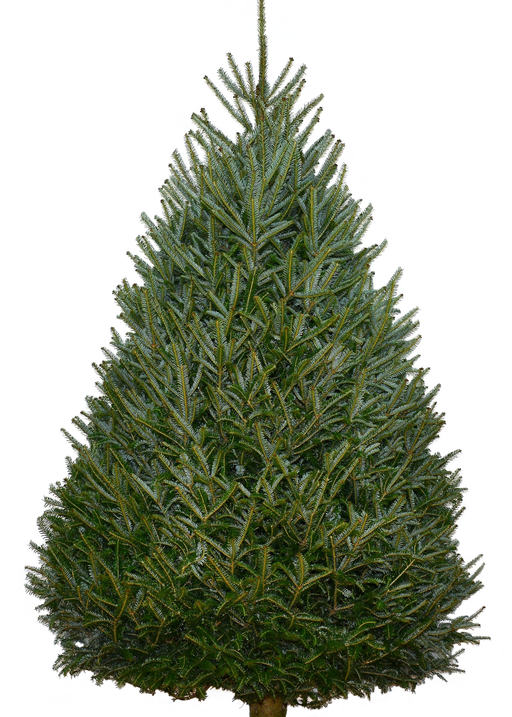 8-9 Foot Fraser Fir (#1 Grade Best Quality)