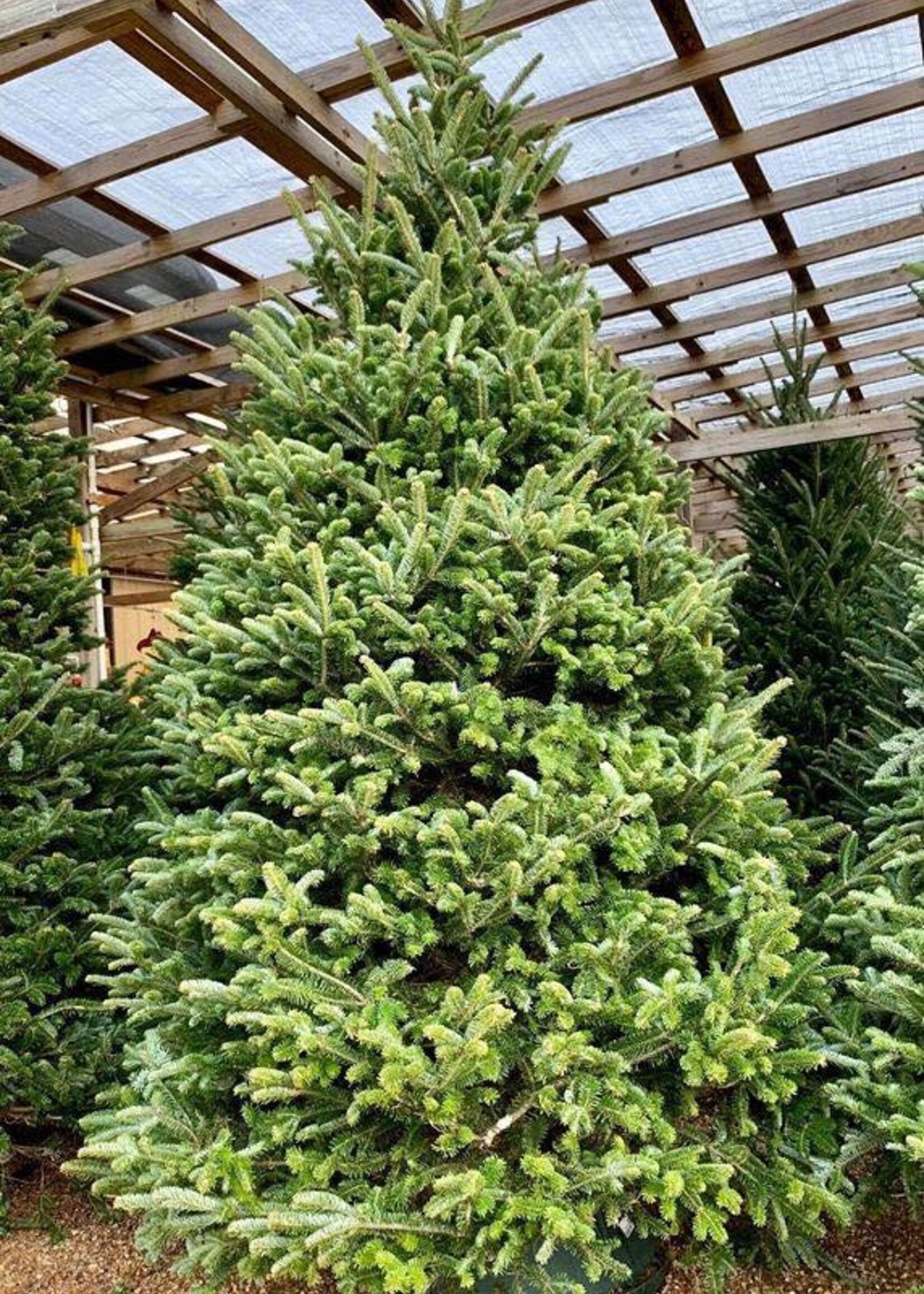 9-10 foot Fraser Fir (#1 Grade Best Quality)