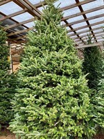 10-11 ft Fraser Fir (#1 Grade Best Quality)