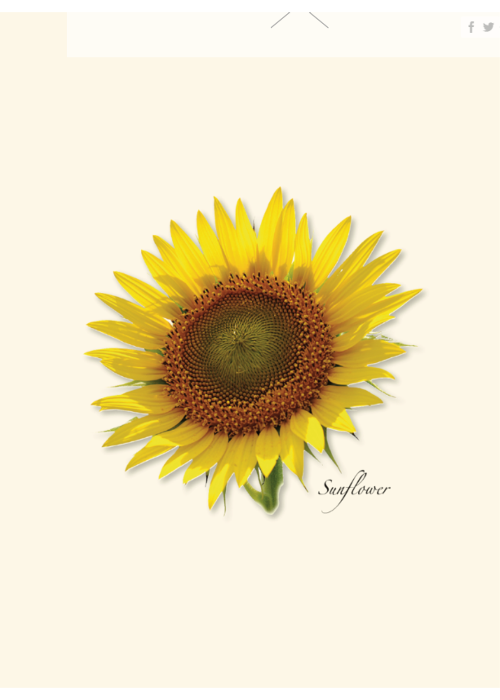 Earth Sky Water Sunflower