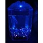 Froggy's Lair African Dwarf Frog Gallon Size BioSphere - Radiant