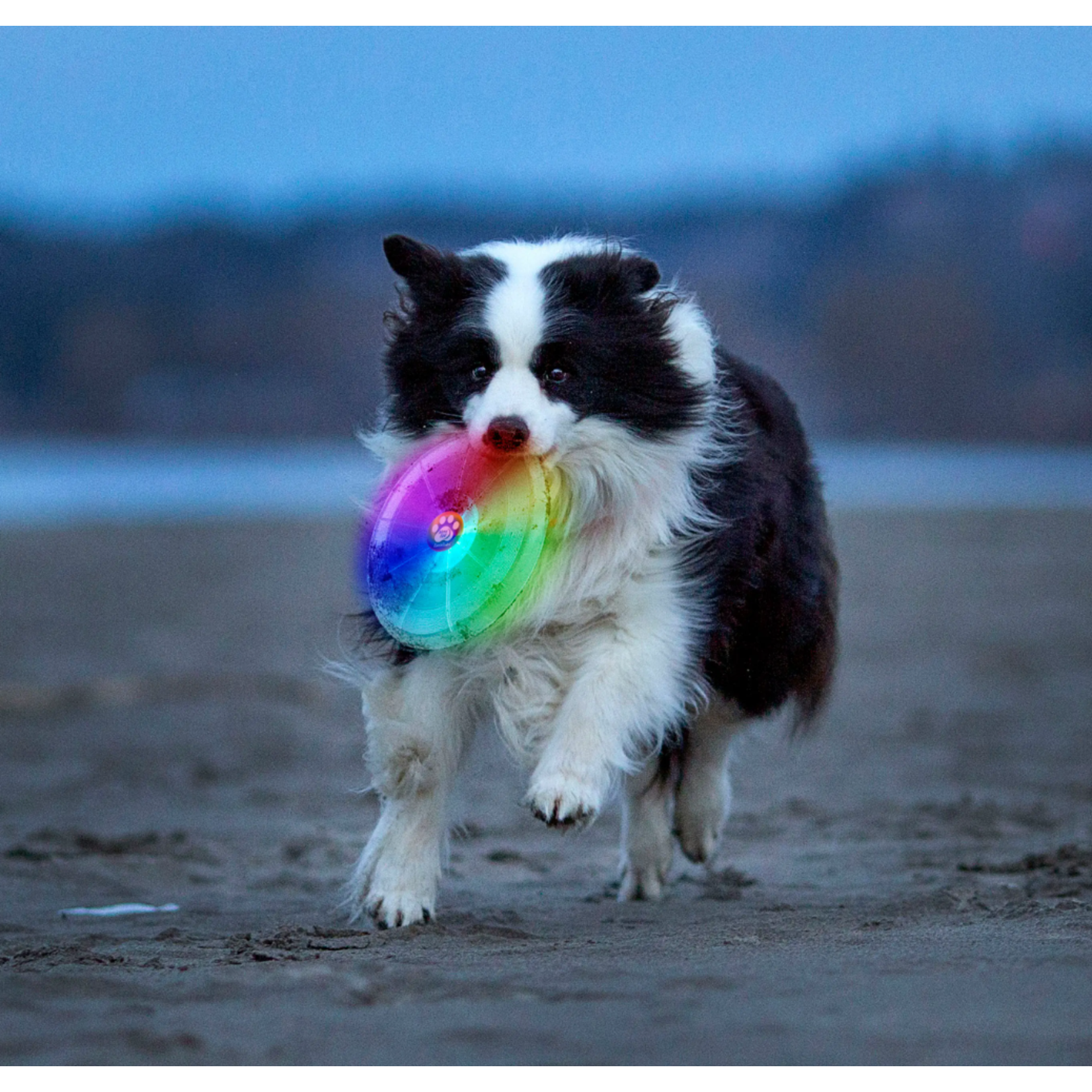 Nite Ize Flashflight Dog Discuit LED Flying Disc - Disc-O