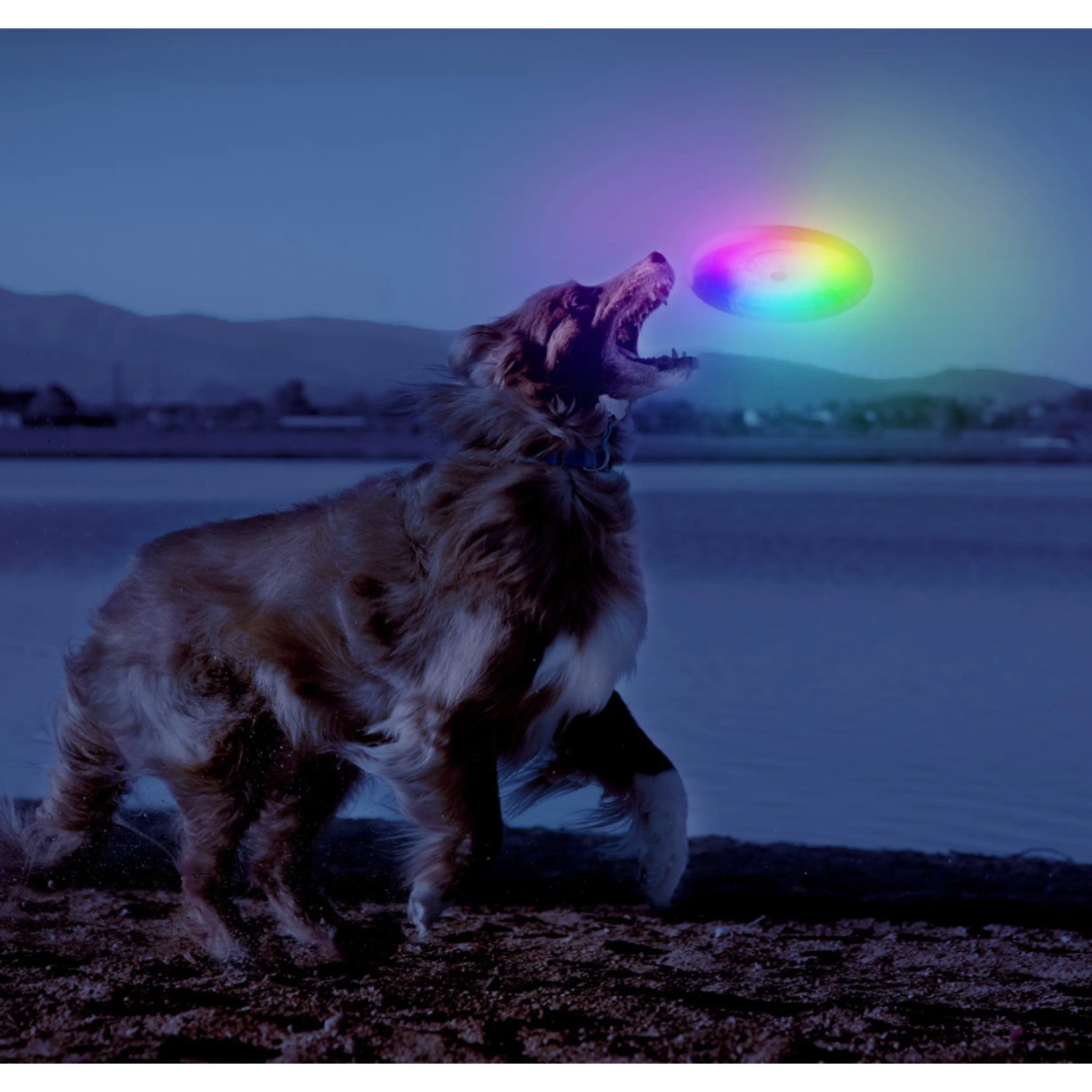 Nite Ize Flashflight Dog Discuit LED Flying Disc - Disc-O