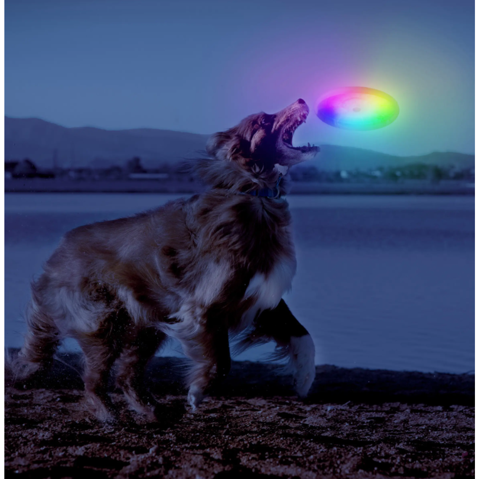 Nite Ize Flashflight Dog Discuit LED Flying Disc - Disc-O