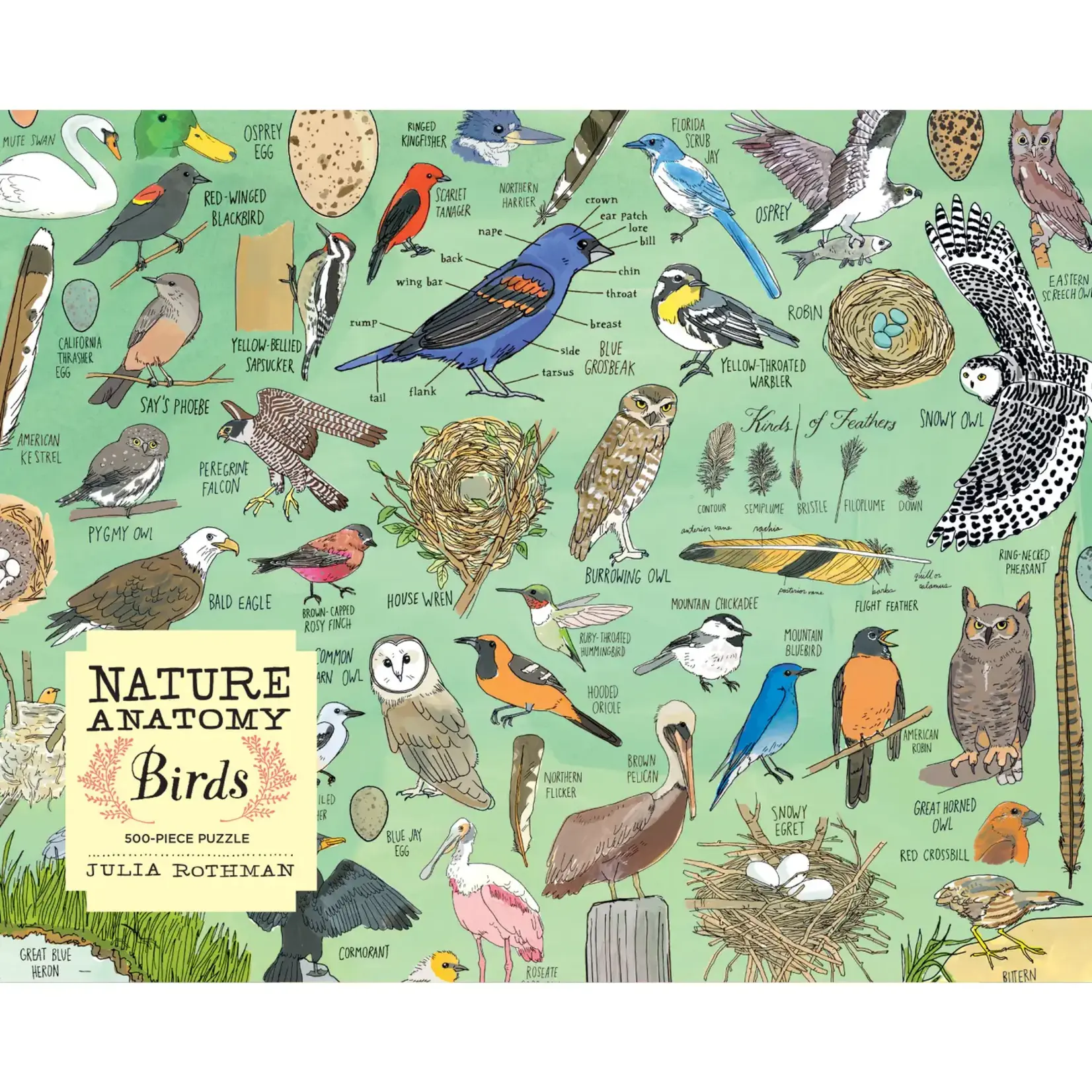 Hatchette Book Group Natural Anatomy: Birds Puzzle
