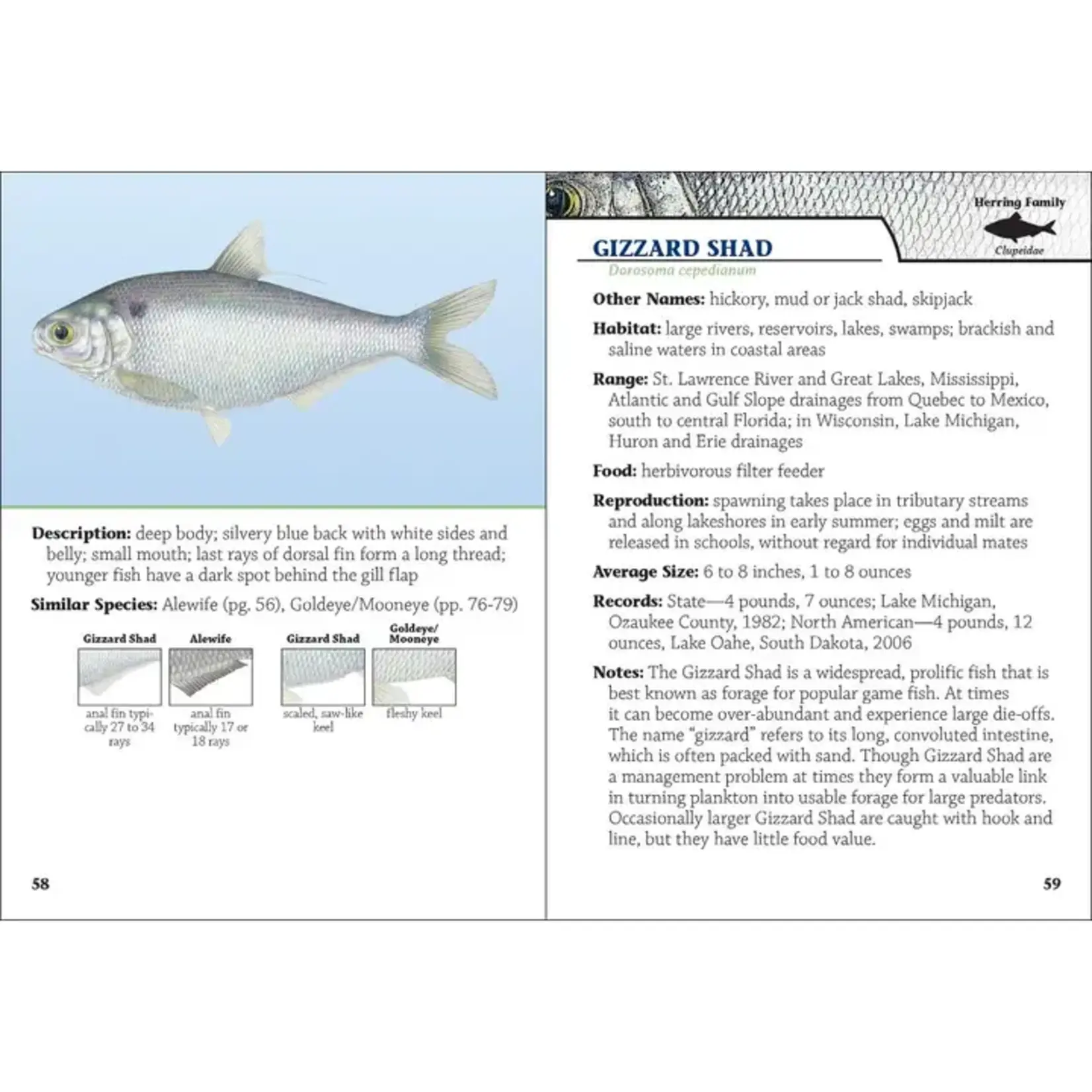 AdventureKEEN Fish of Wisconsin Field Guide