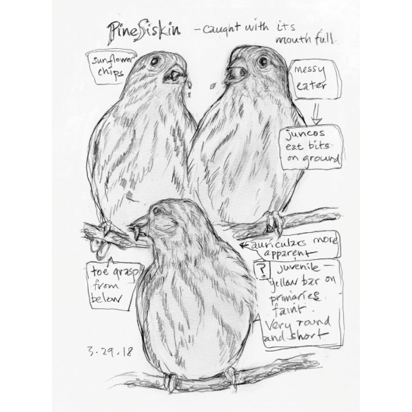 The Backyard Bird Chronicles
