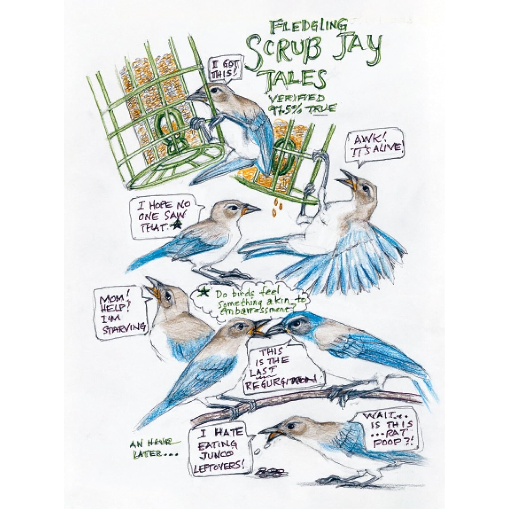 The Backyard Bird Chronicles