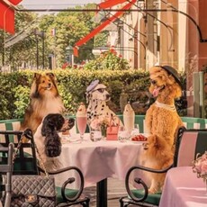 Abrams Dogs by Gray Malin