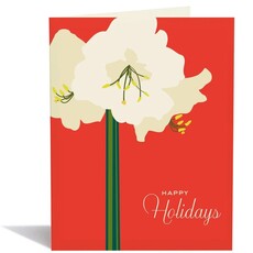 Snow & Graham Amarylis Holiday Card