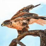 Ashley Somerville Ferruginous Hawk