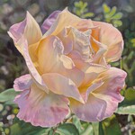 Anke  Duffy Prairie Rose