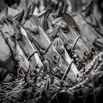 Barbara Bostock Bridle Horse