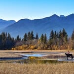 Alanna Gibson Fall in the Mountains