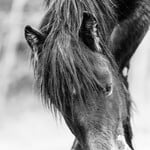 Suzan McEvoy Grazing