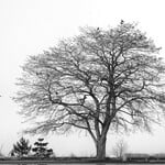 Carol Coleman Tree in the Fog