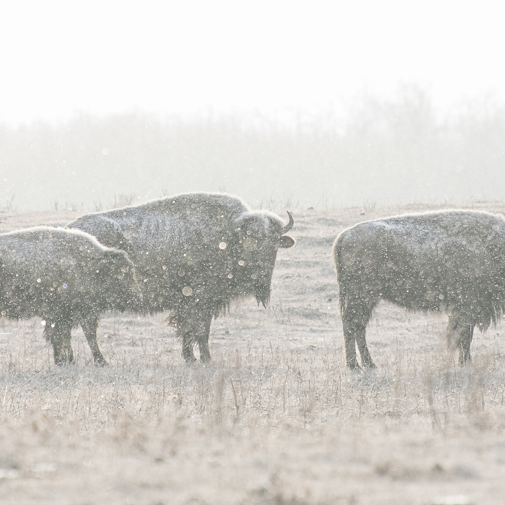 Ruth Klinkhammer Bison Study #1