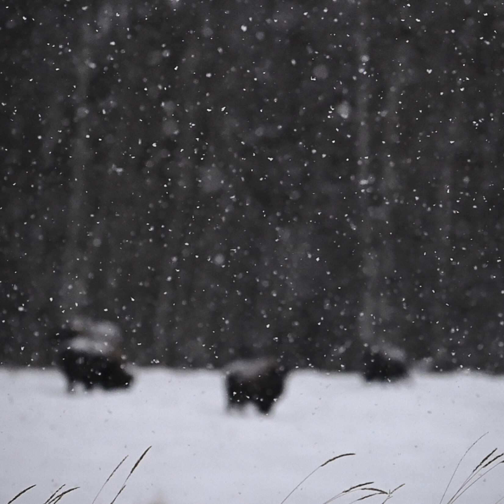 Ruth Klinkhammer Bison Study #2