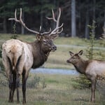 Doug Petriw Bull Elk with Calf