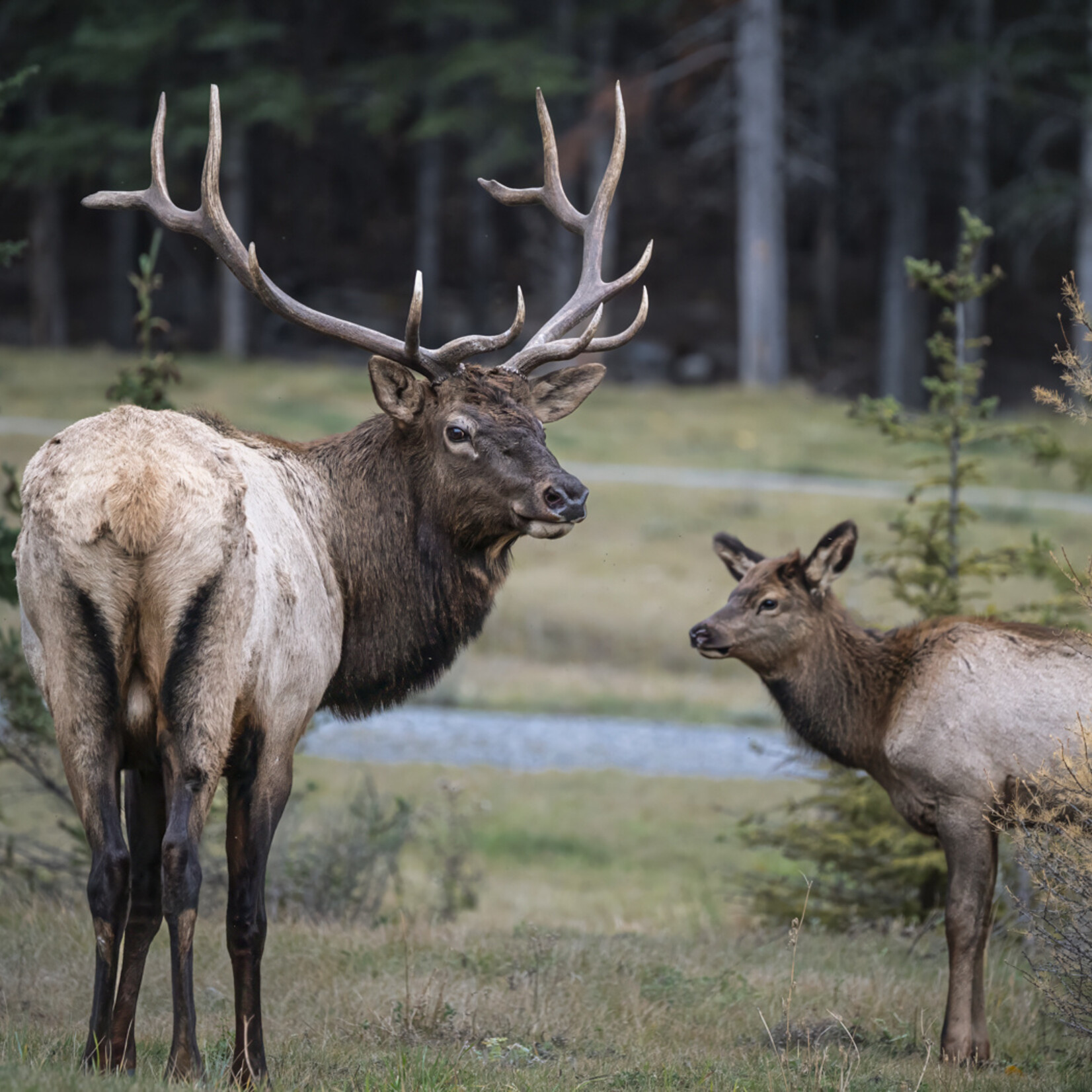 Doug Petriw Bull Elk with Calf