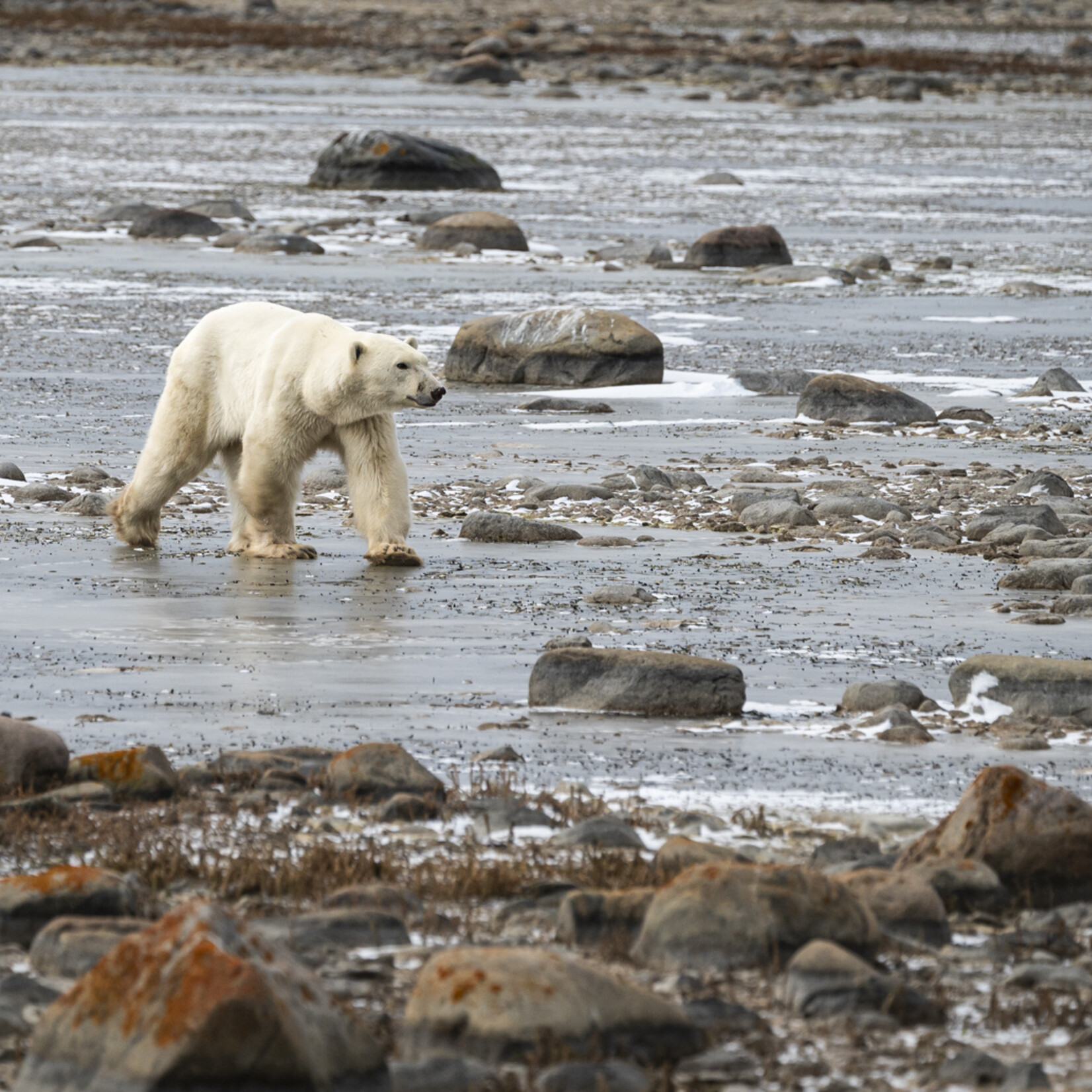 Doug Petriw On the Hunt