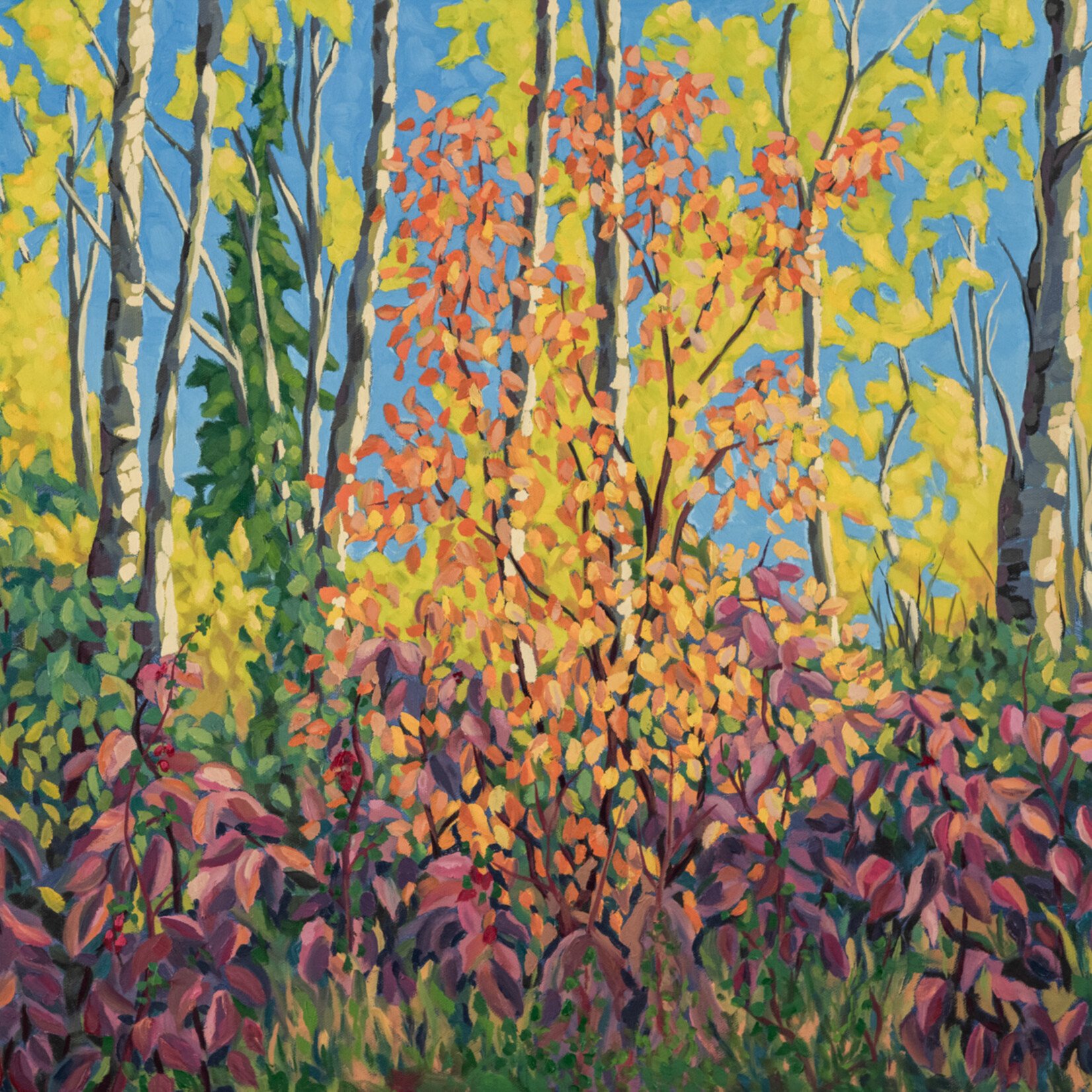 Scott Storey Fall Forest