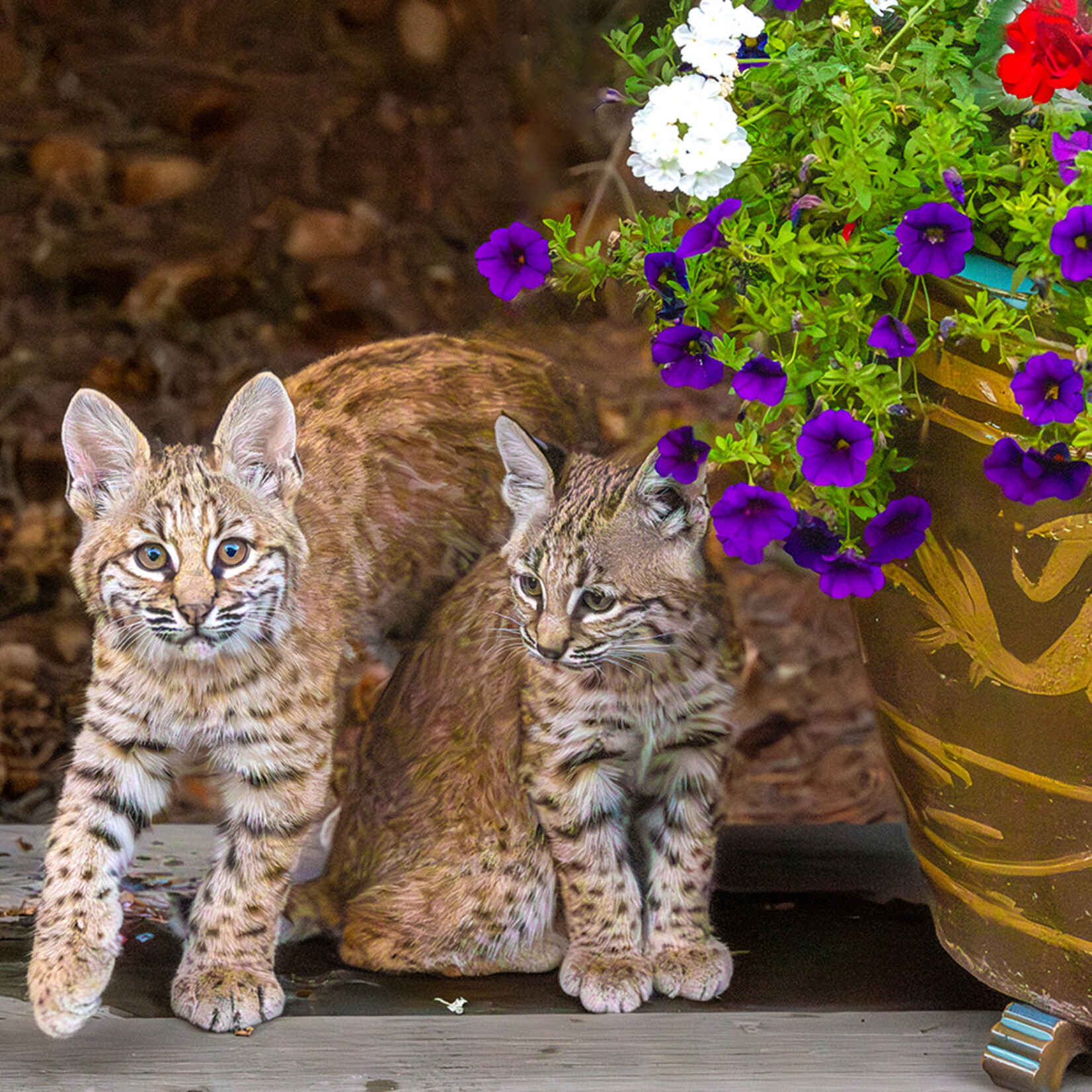 Debra Sharpe Living in Bobcat Territory