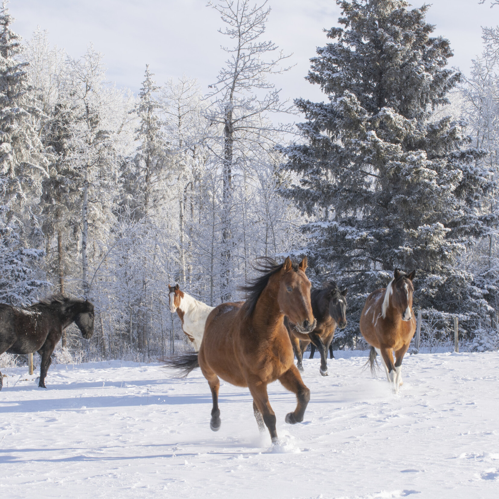 Barbi Hofer Frisky Horses