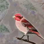 Charlene Red Headed House Finch