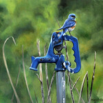 Marni Koelln Bluebird's Favorite Perch