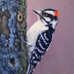Meagan Ody Downy Woodpecker