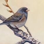 Meagan Ody Dark Eyed Junco